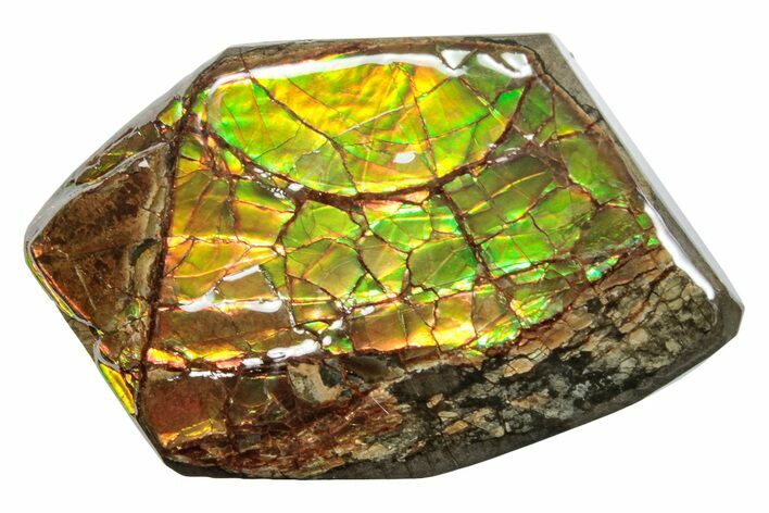 Iridescent Ammolite (Fossil Ammonite Shell) - Alberta #275020